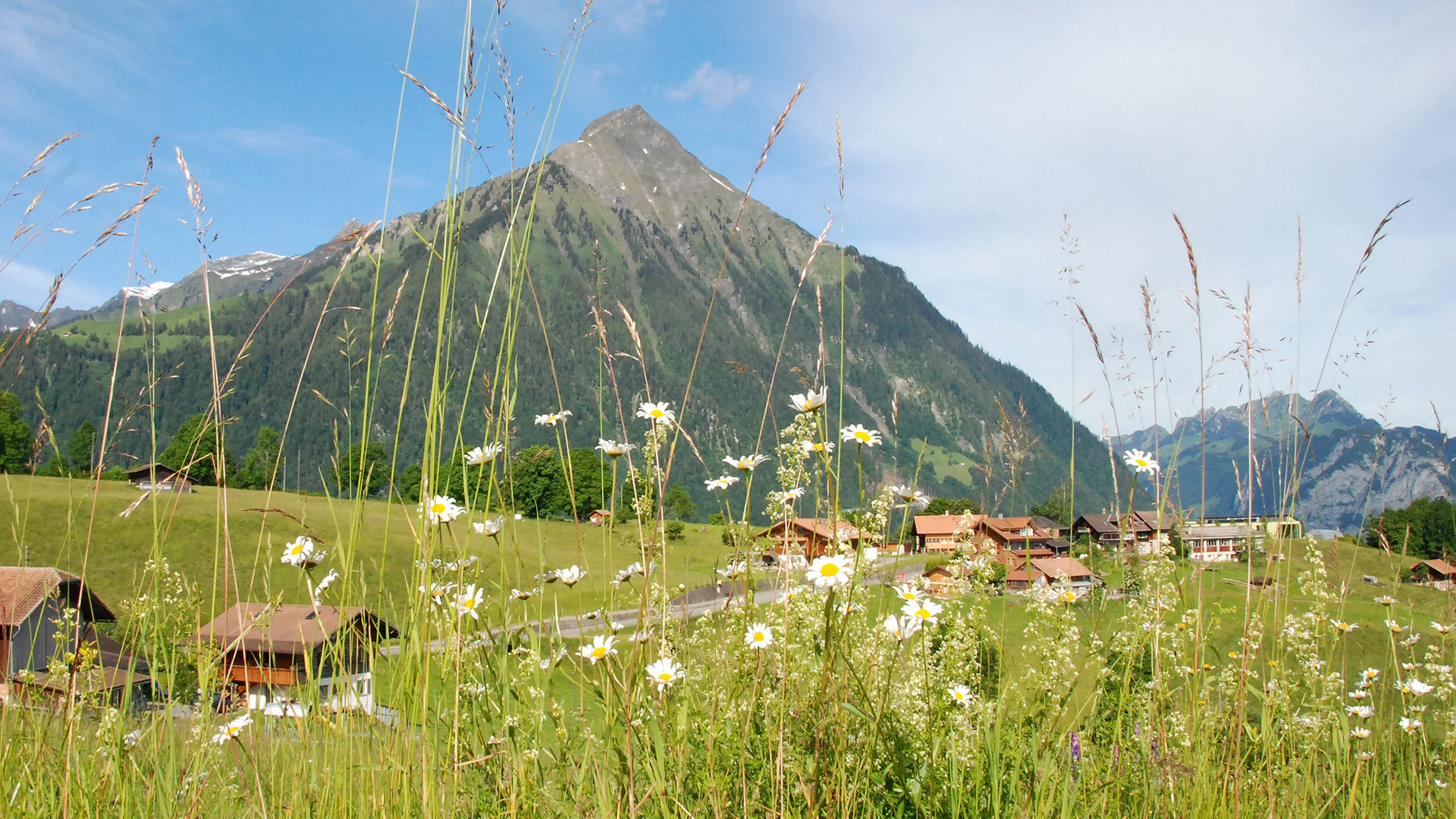header_niesen_margriten_16_9.jpg