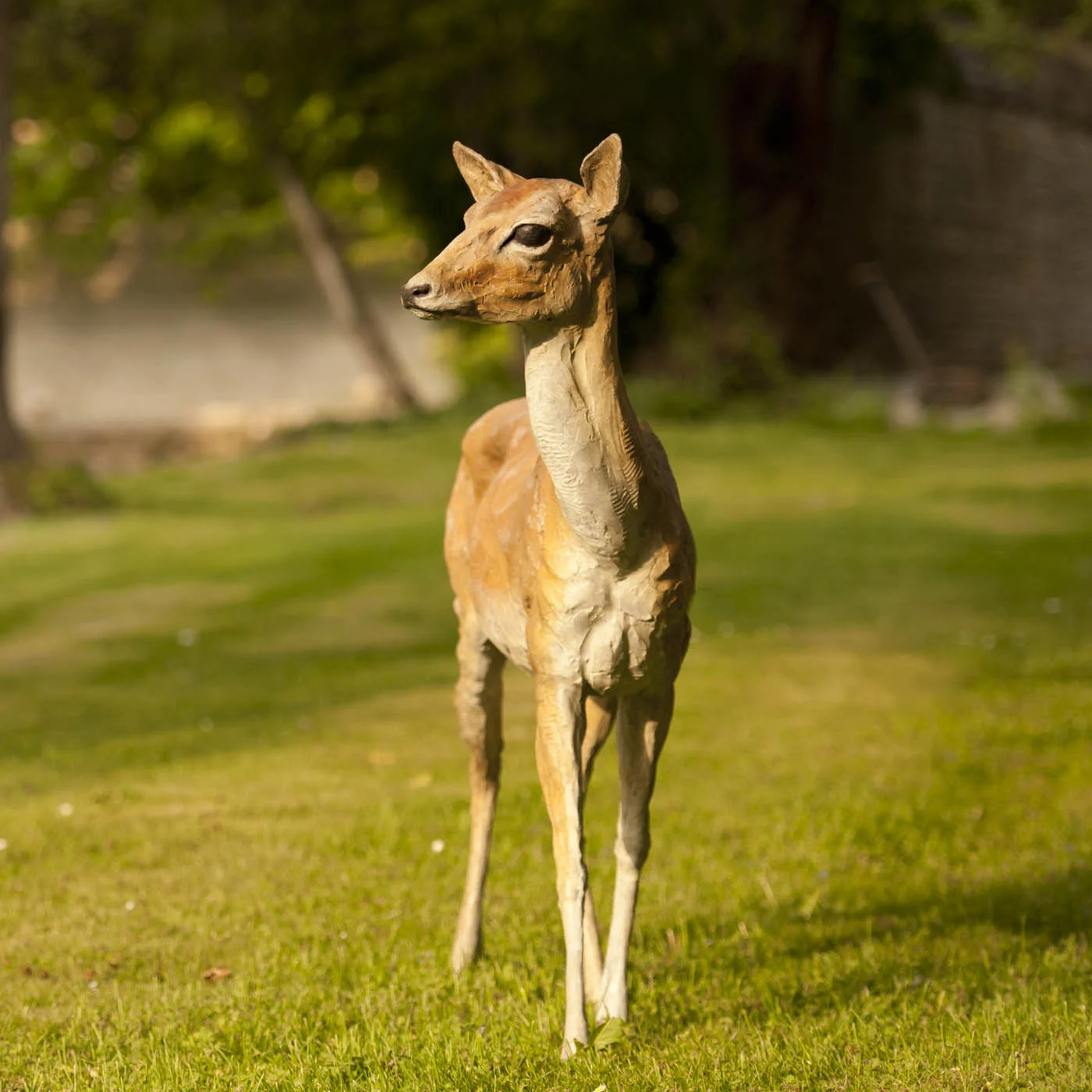 fallow-doe-01.jpg