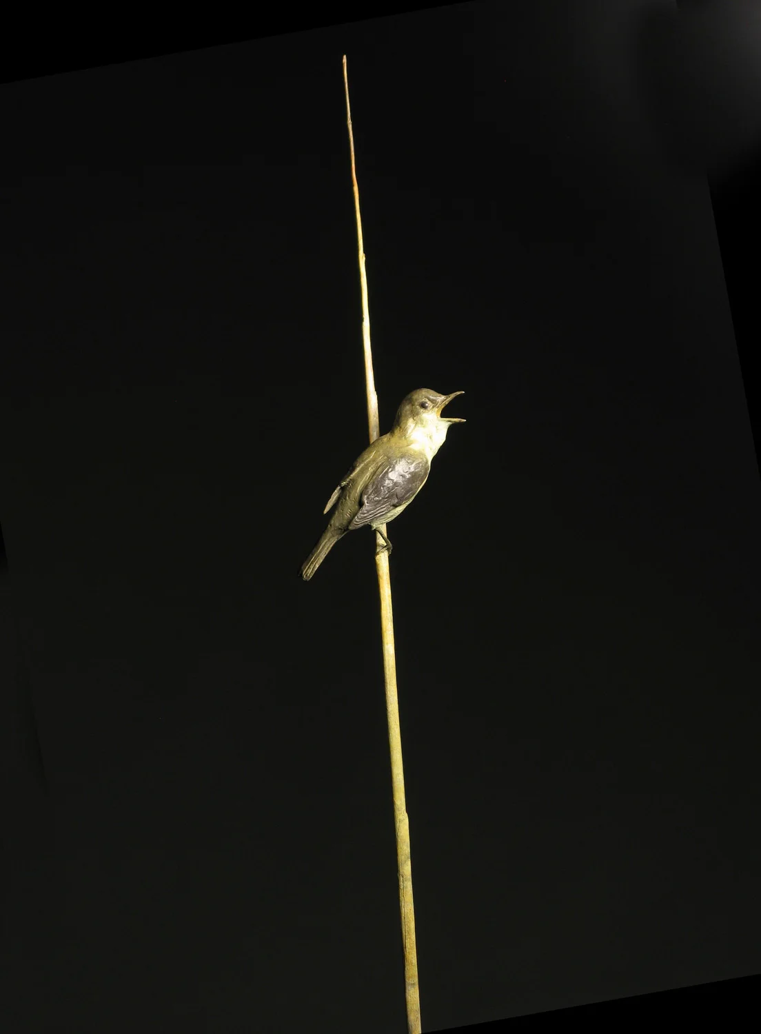 gillick-reed-warbler-bronze-sculpture-on-long-bronze-reed-indoor-rhs-top-web.jpg