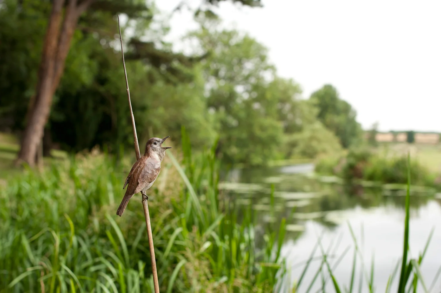 gillick-reed-warbler-bronze-sculpture-on-long-bronze-reed-riverside-rhs-close-web.jpg