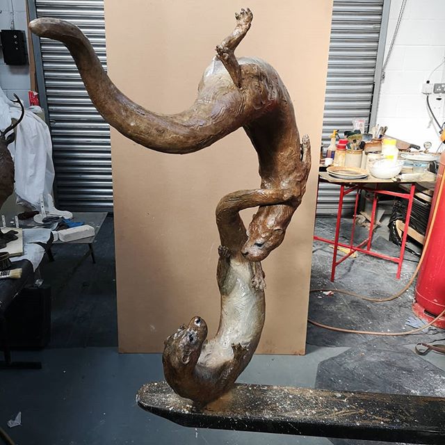 Freshly patinated bronze getting ready for its first exhibition at the #henleyfestival
tomorrow. See the completed work here www.gillick-sculpture.com/gallery-shop/courting-otters-ii
.
.
.
.
.

#sculpturedesign
#gardenfeatures
#gardeninggifts
#patina