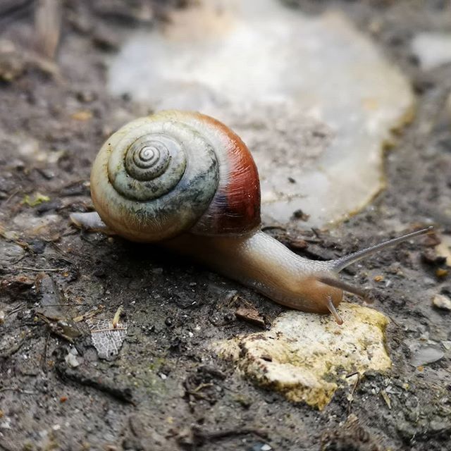 Aaaahhhh! Sunday.
.
.
.
.
.
#sculpturedesign
#modernartcollector
#sculptureclass
#artworker
#sculptor
#snail
#lazy
#lazydays
#snooze
#molluscs
#naturalworld
#nature
#endangered
#sunday
#sculpture
#sculpturedesign
#sculpture
#portrait
#artoftheday
#in