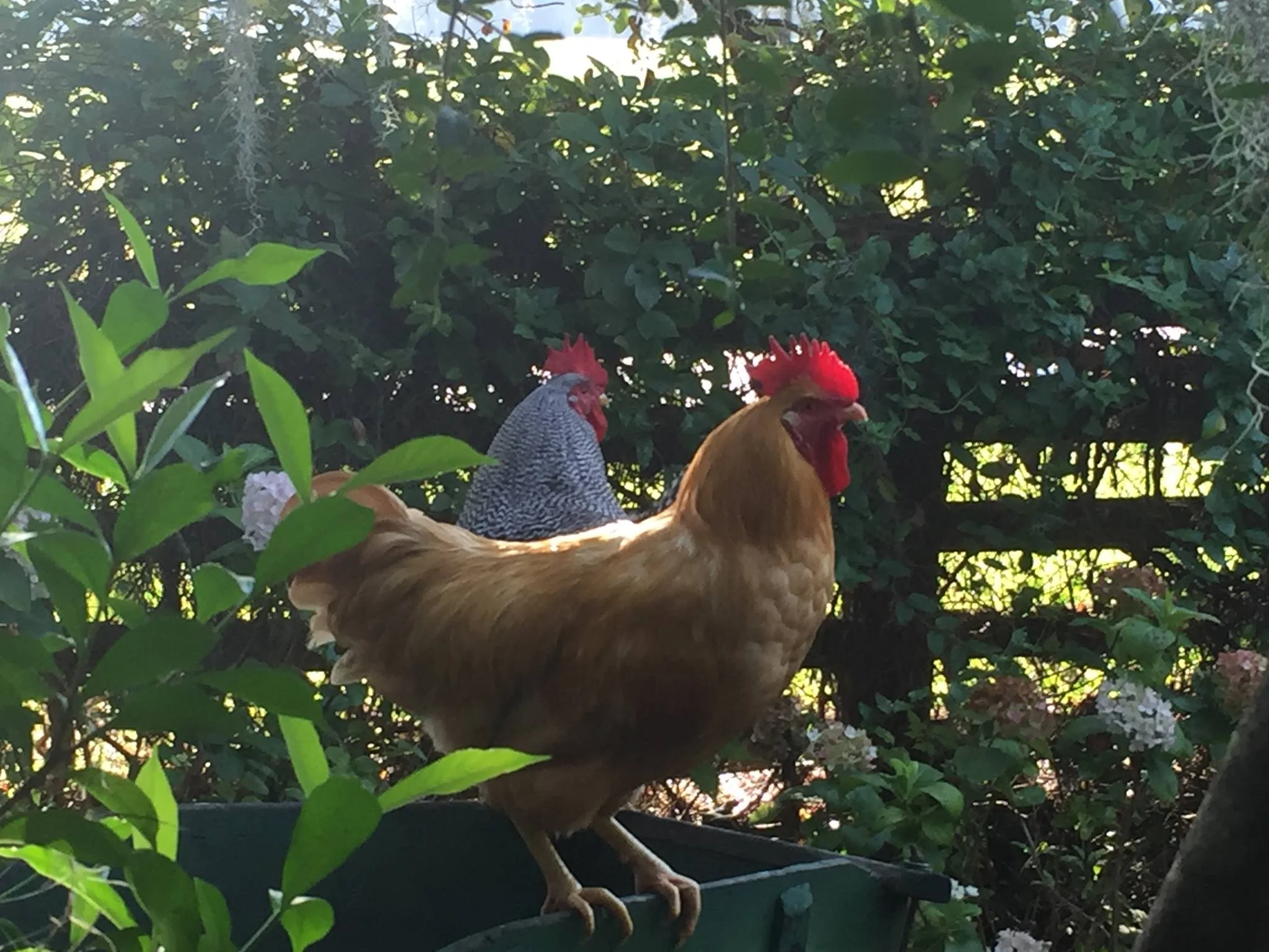 Roosters welcoming the sunrise on a summer’s morning.