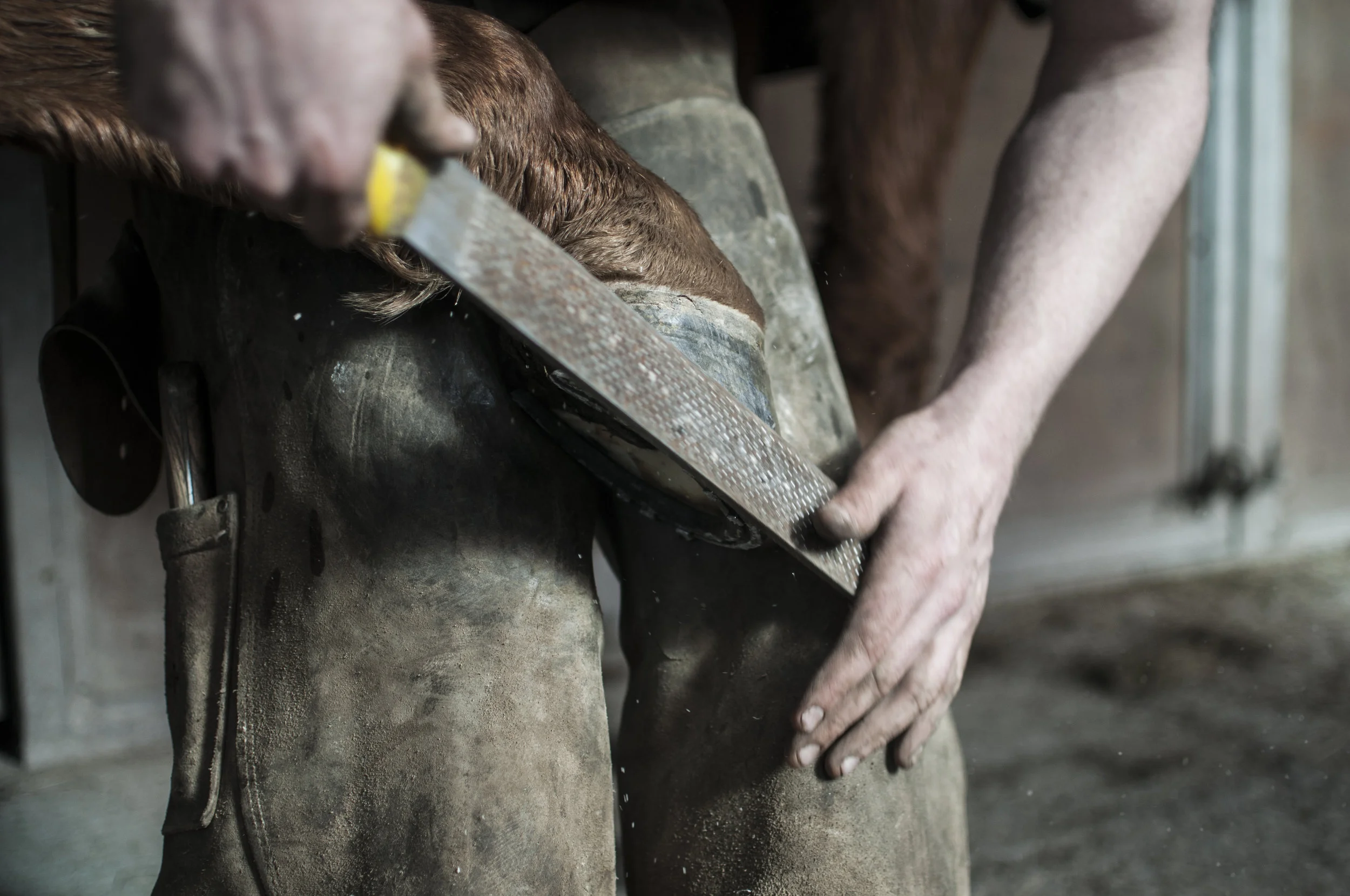 Farrier Day - March 2019