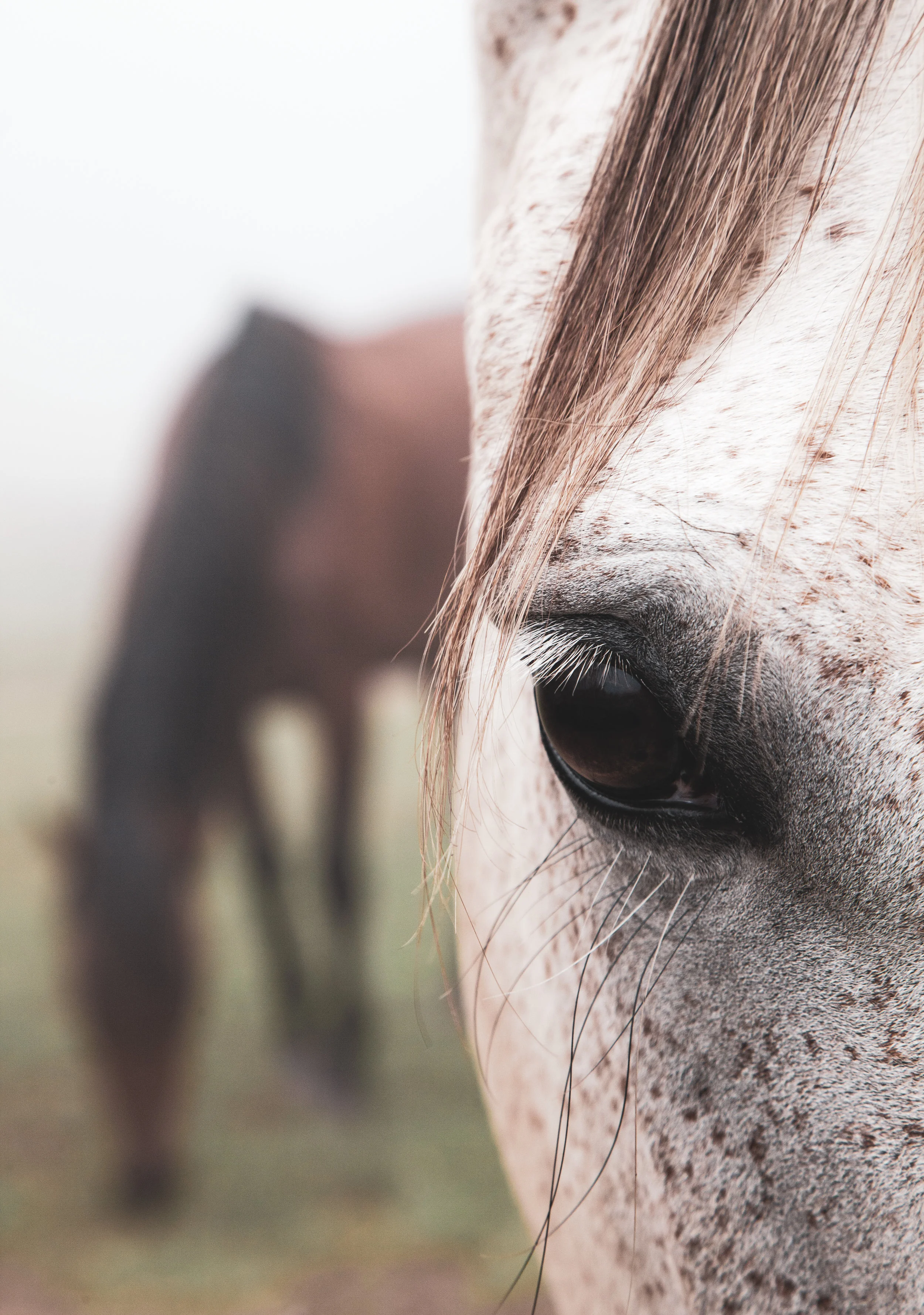 Midwest Horse Fair: INJURY AND DISEASES OF THE EQUINE EYE