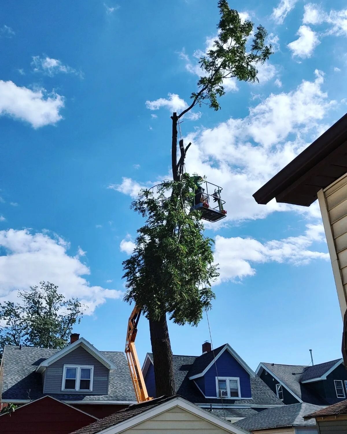 Yesterday's job 🫣✌️🌳 

Some small  working spaces, but the team did a fantastic job! 

#TreeworksWNY 
#treeremoval 
#treetrimming