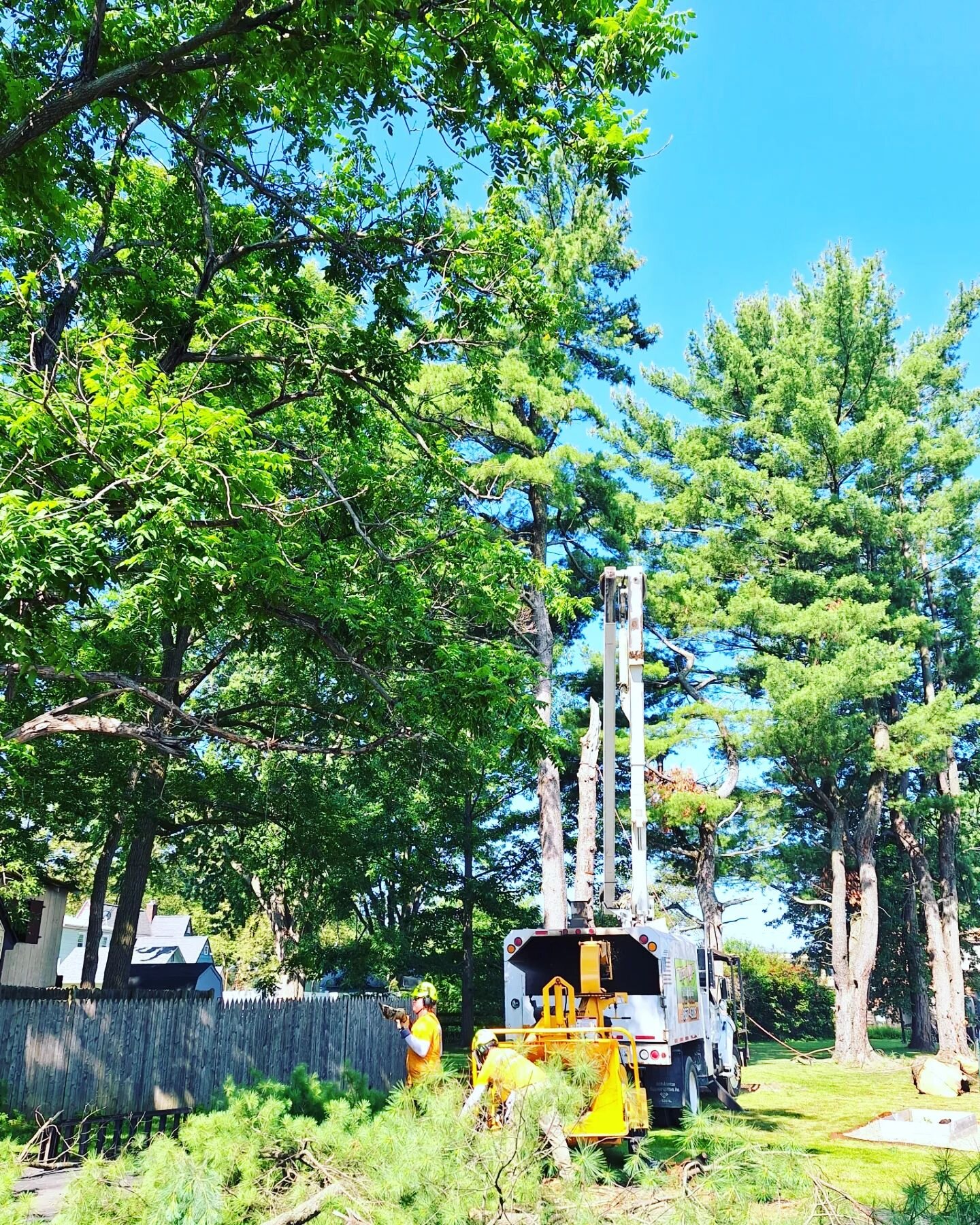 The team is busy at work this Thursday morning 🌳☀️

#treeremoval 
#TreeworksWNY 
#treetrimming