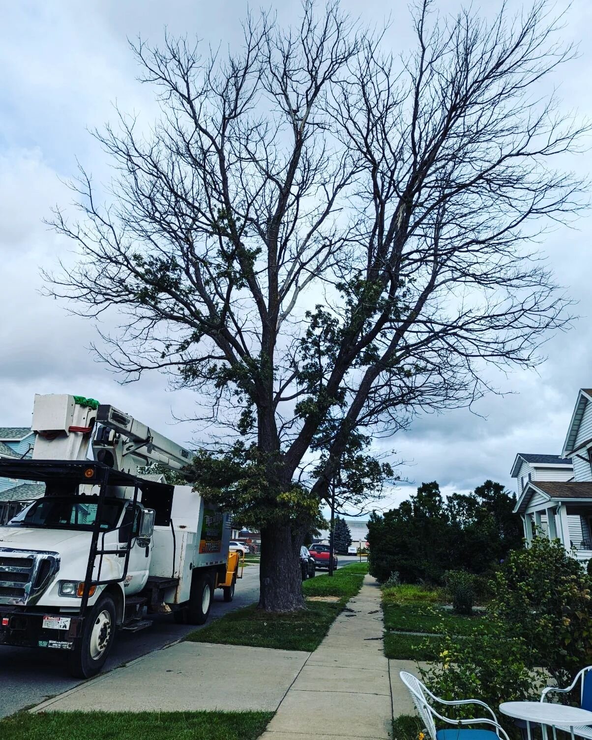 Before🌳 and after pictures 👏

#treeremoval 
#treeworks 
#stumpgrinding