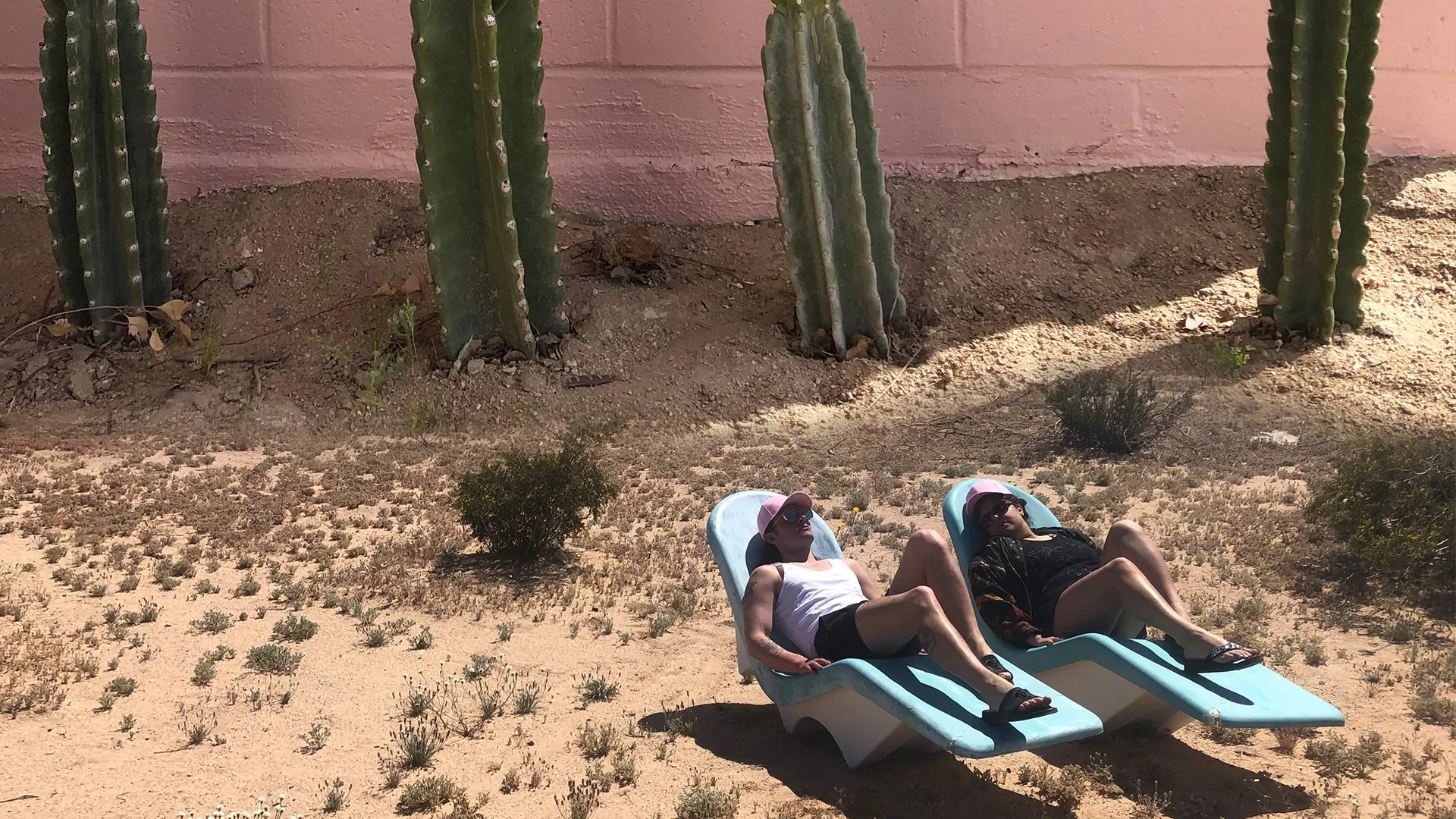 cactidesertrat.jpg