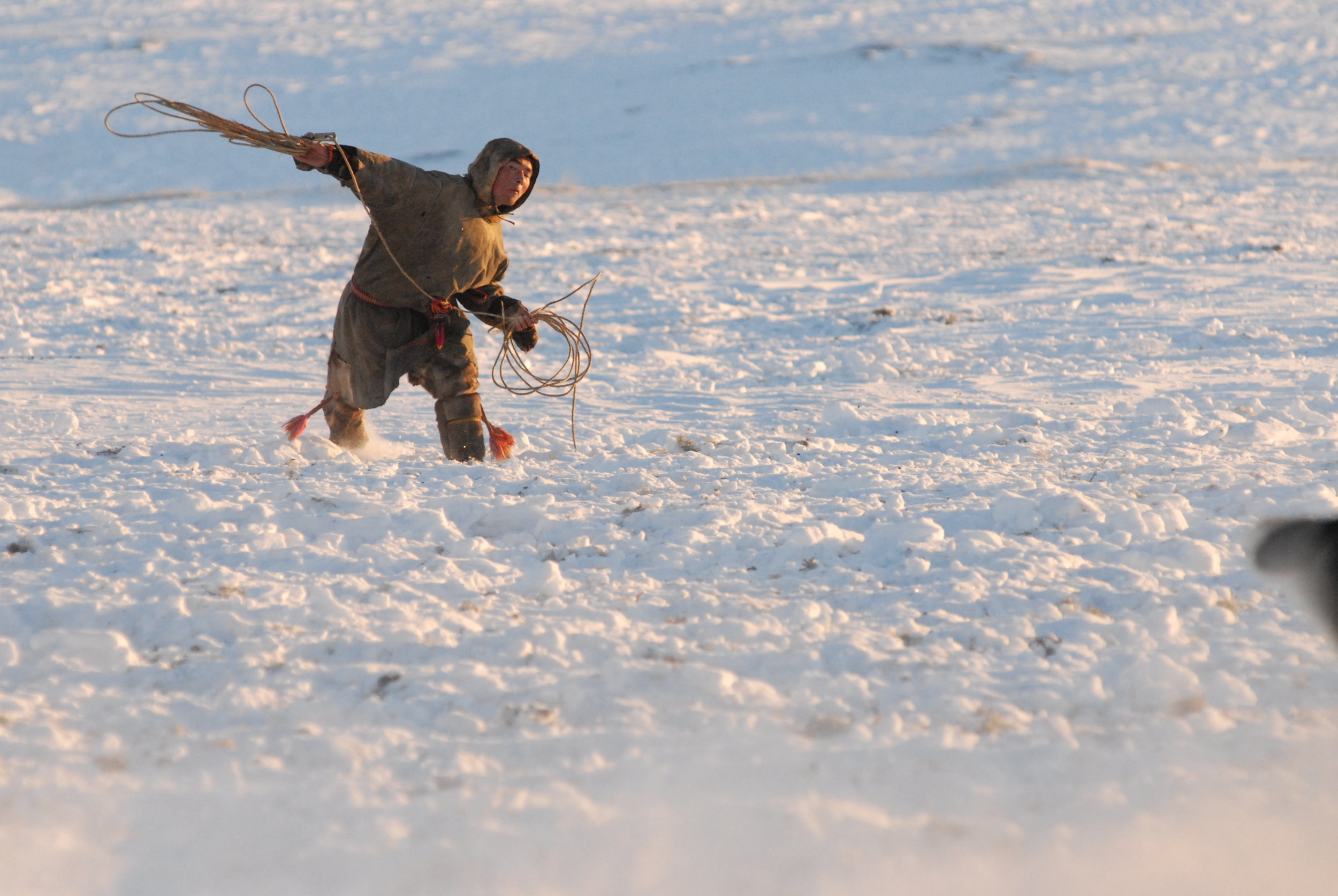 Every morning we lassoed hundreds of reindeer for the caravan of sledges. It took hours but was immense fun 