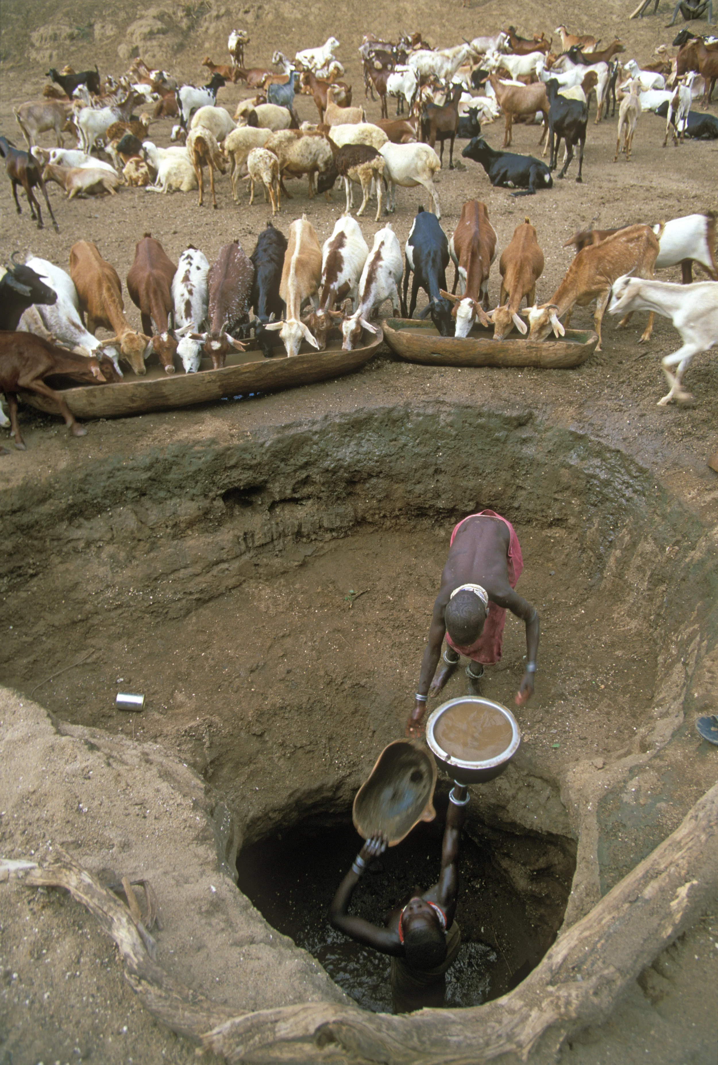Nyangatom - Cows & Well (JC).jpg