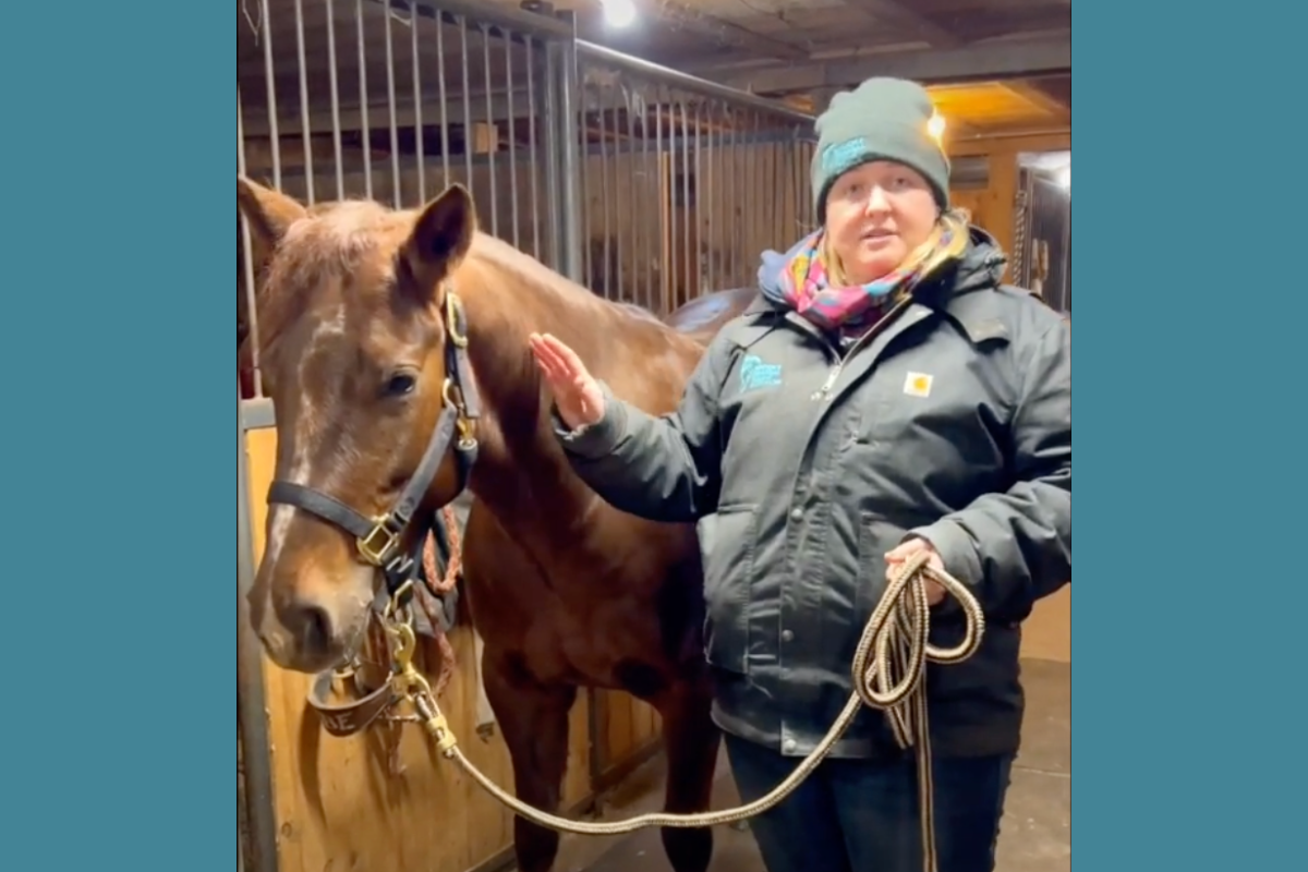 FES Help for Horses with Neck Pain — Brooke Drassal Equine Bodywork