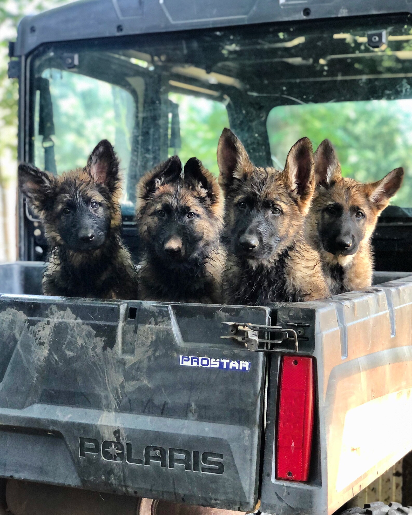 German Shepherds Aseela, Maya, Bullet and Shadow