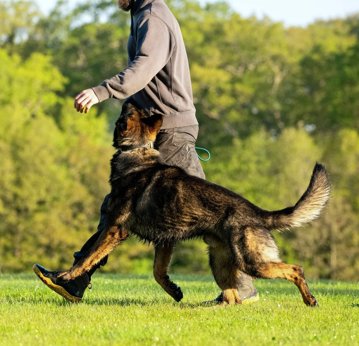 Dog Training for German Shepherds: Master Essential Skills