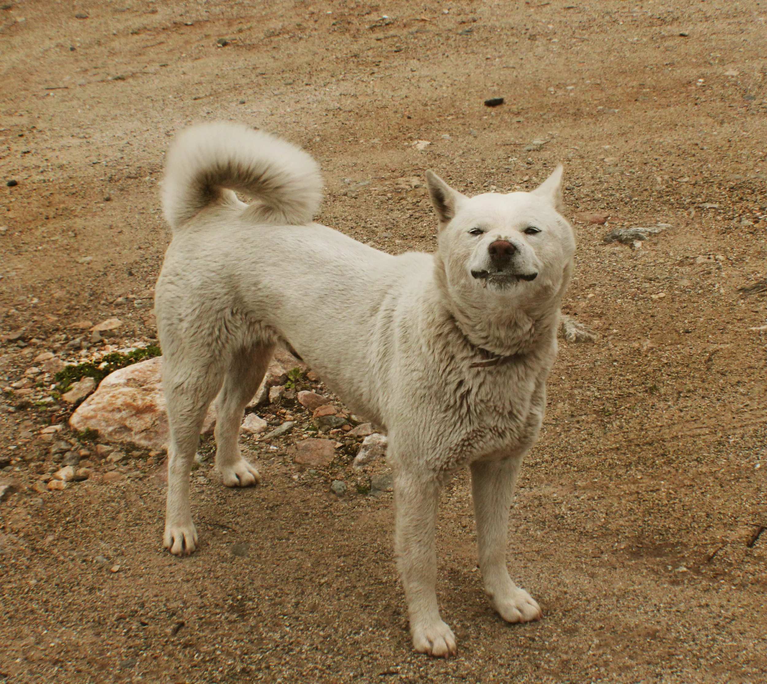 CultureDog01.jpg