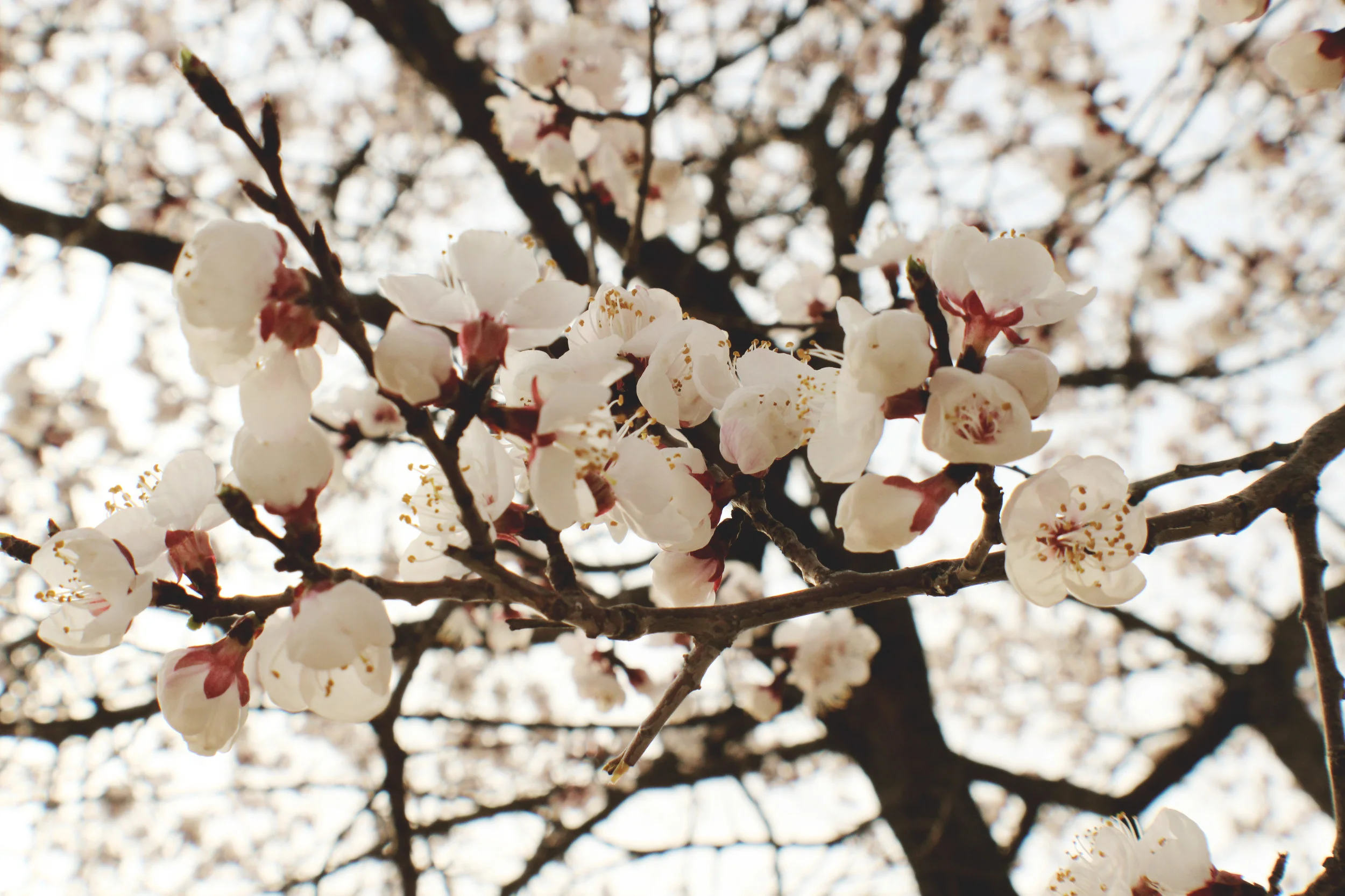 cherryblossoms001.jpg