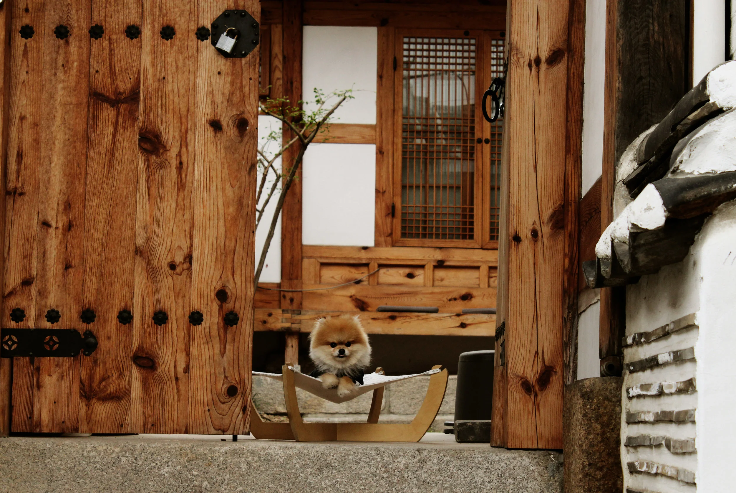Doggy02.jpg