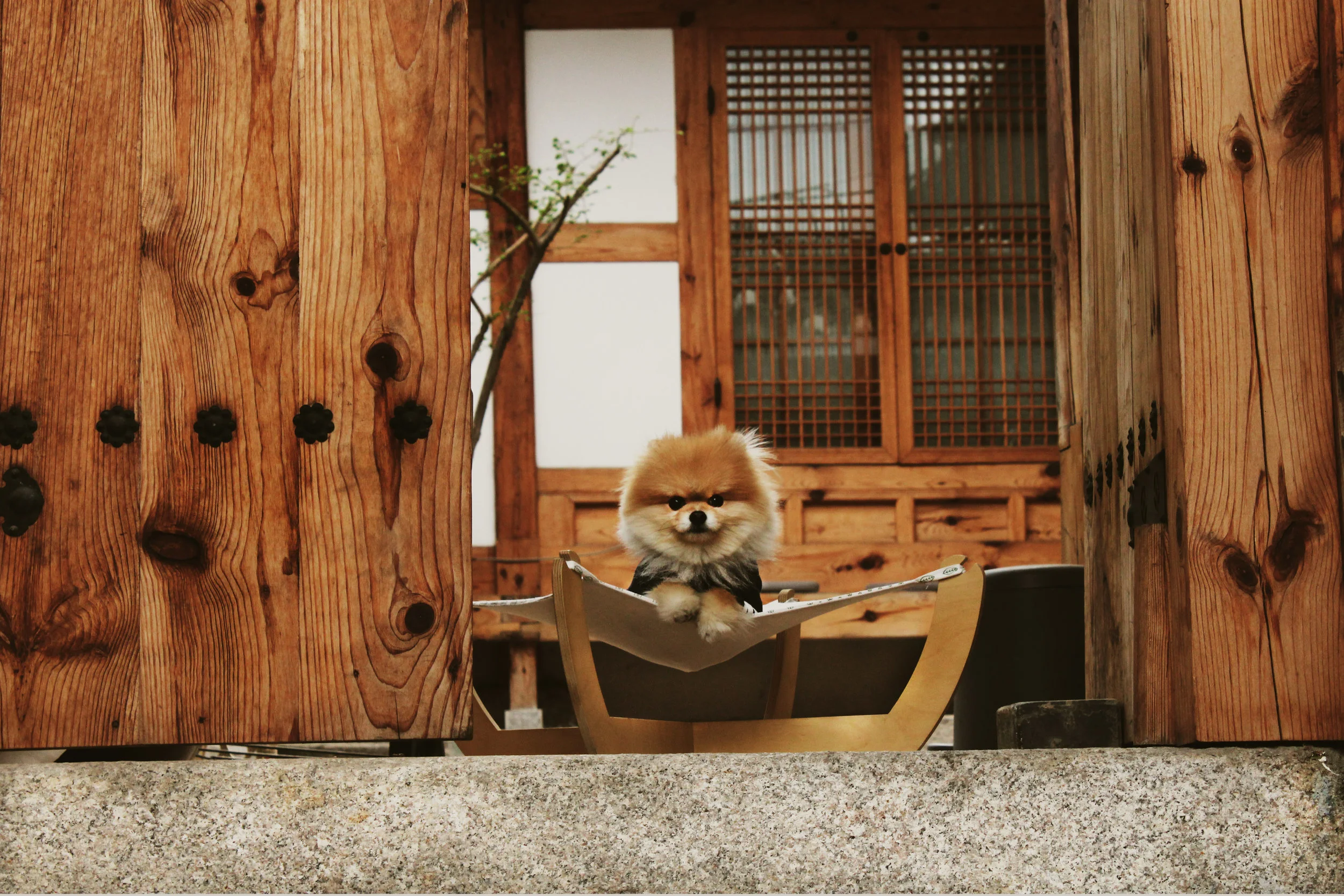 Doggy01.jpg