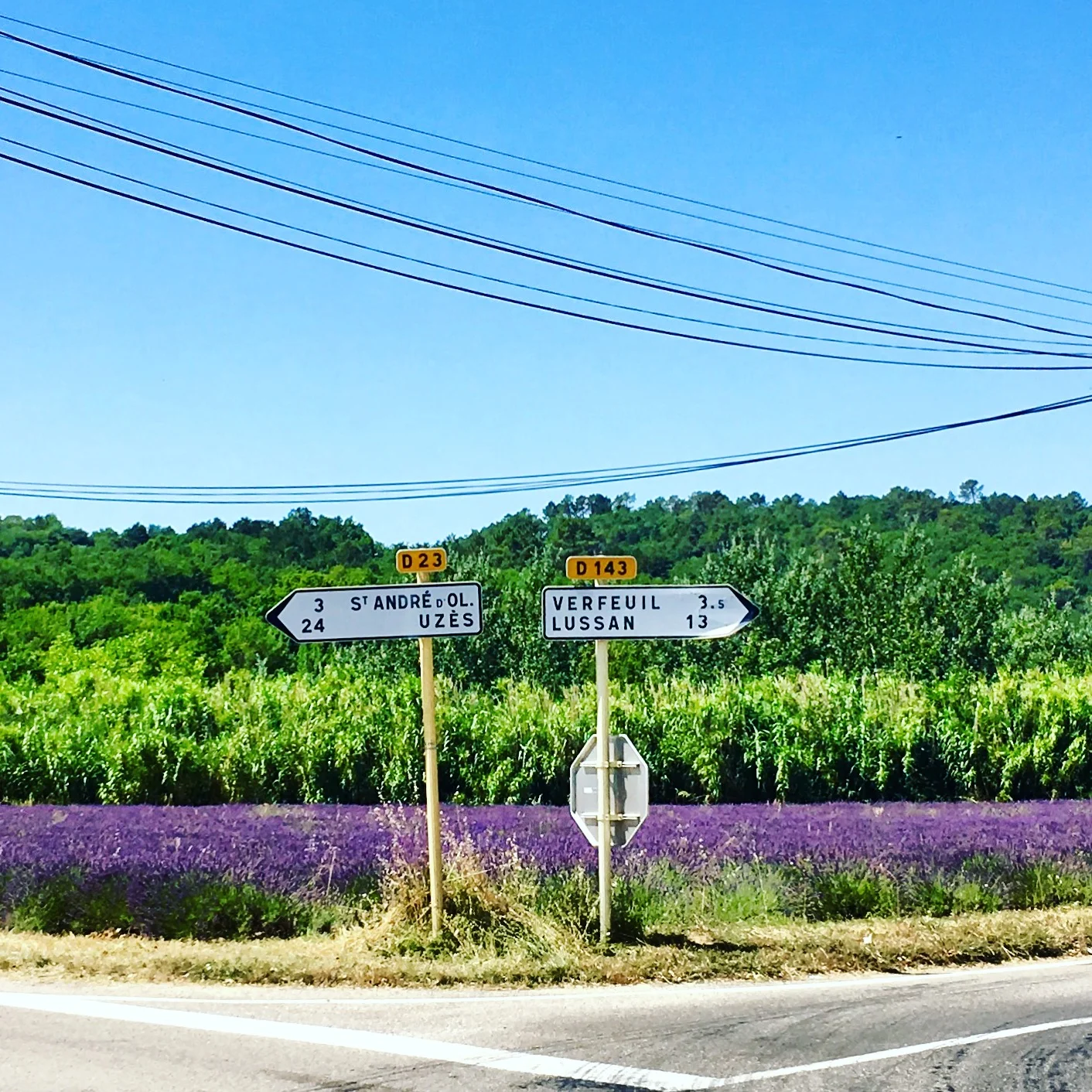 In Search of Lavender