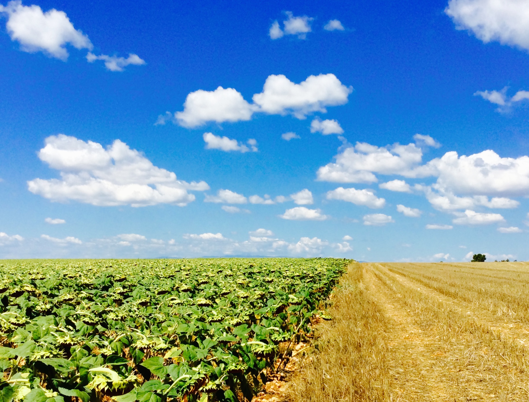 August 2015 - In search of lavender, but it had already been harvested.