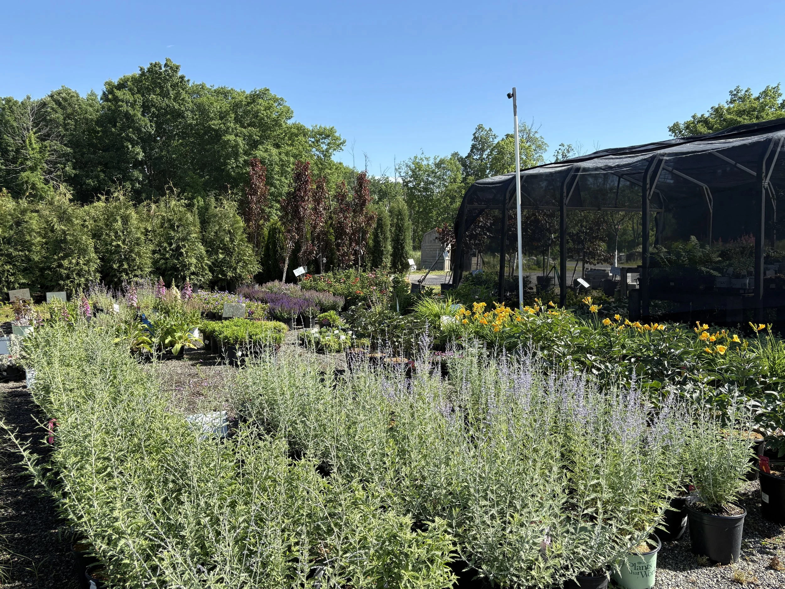 IMG_9208.JPG