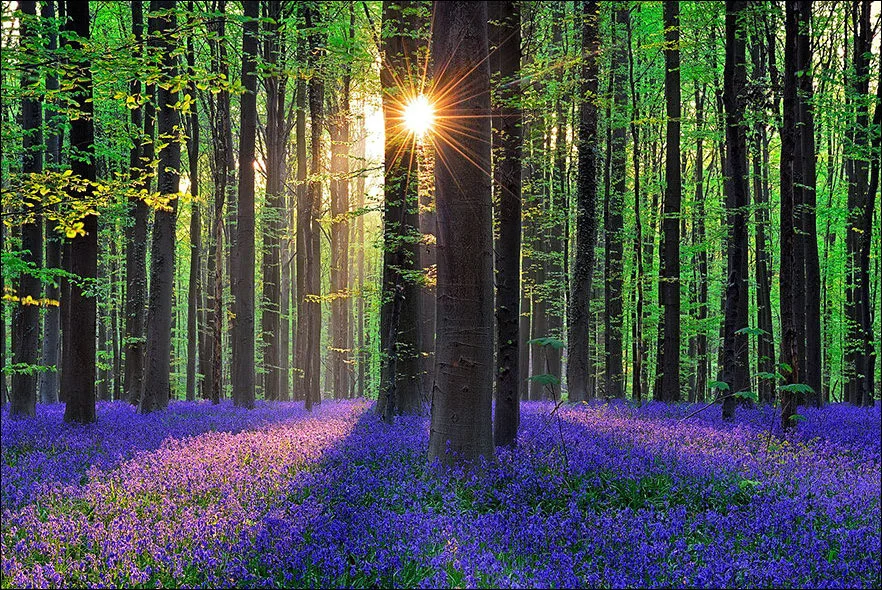 hallerbos-forest_1.jpg