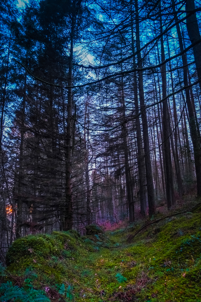 Fairy Forest.jpg