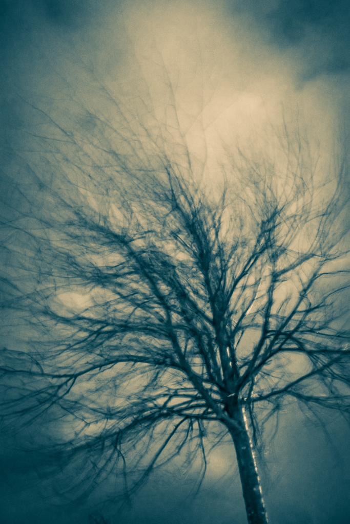 MOVING TREE.jpg