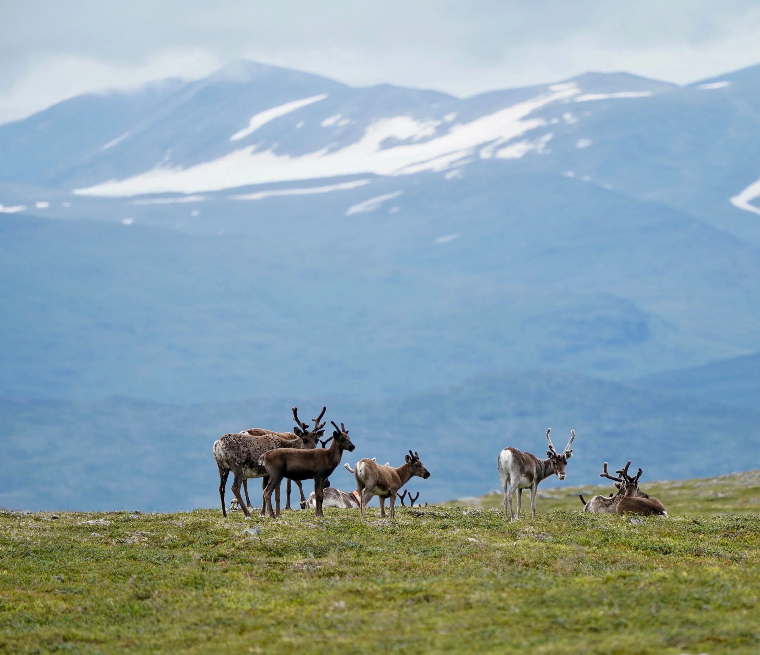 Lapland Day 1--9.jpg