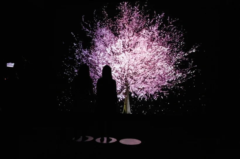 Lisa Park - Blooming