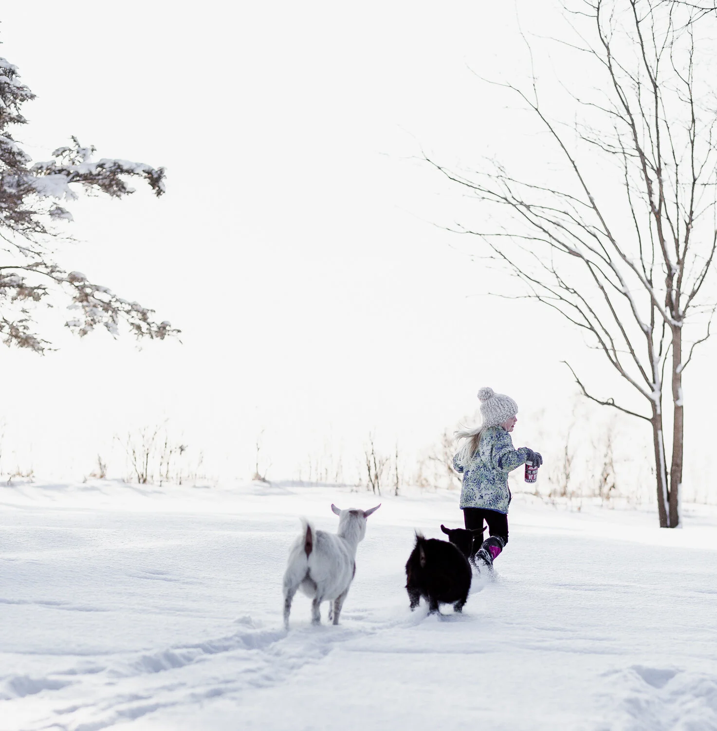 Goat Yoga | Minnesota