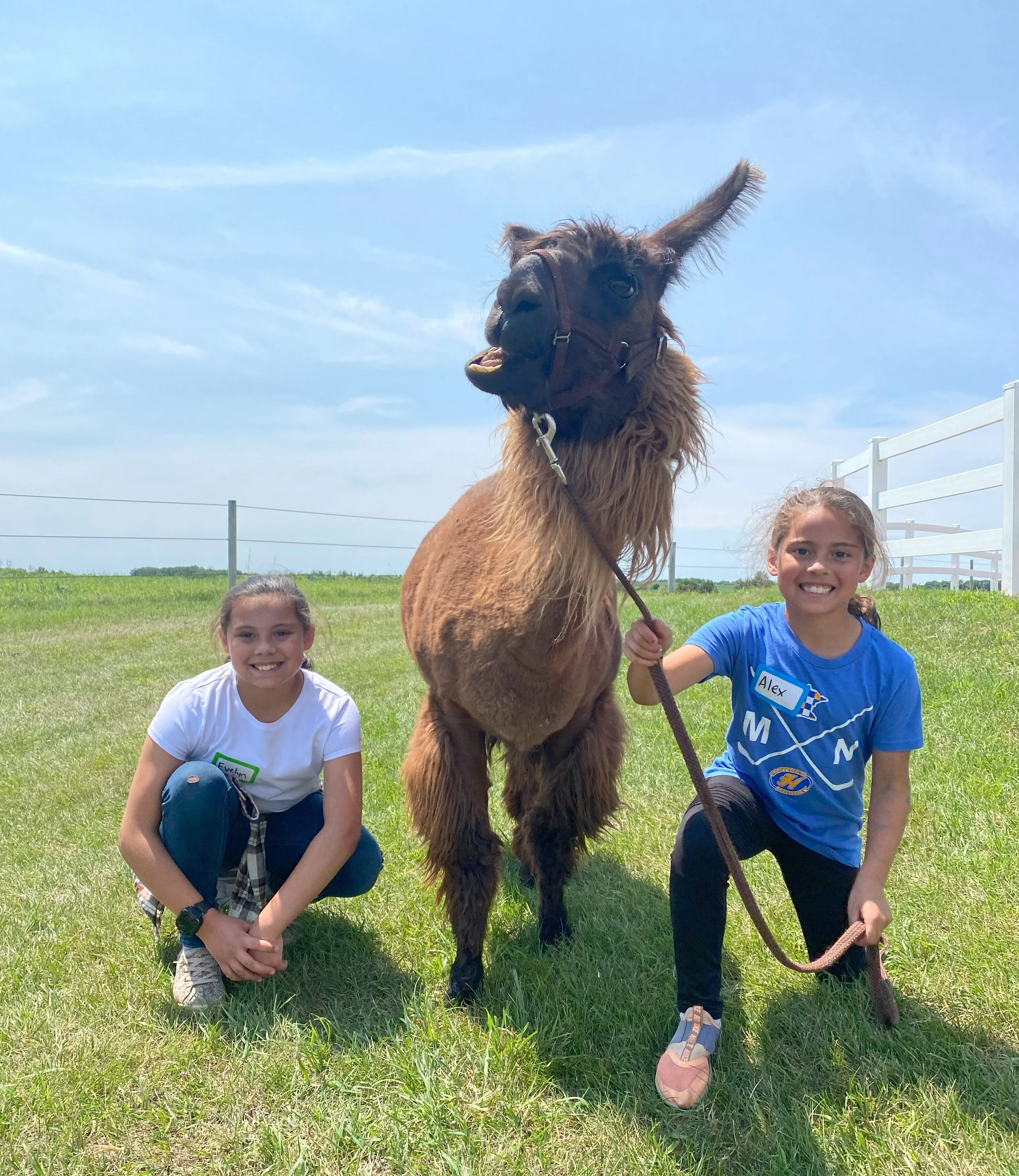 Get Up Close and Personal with Animals at Llama and Goat Ranch Camp ...
