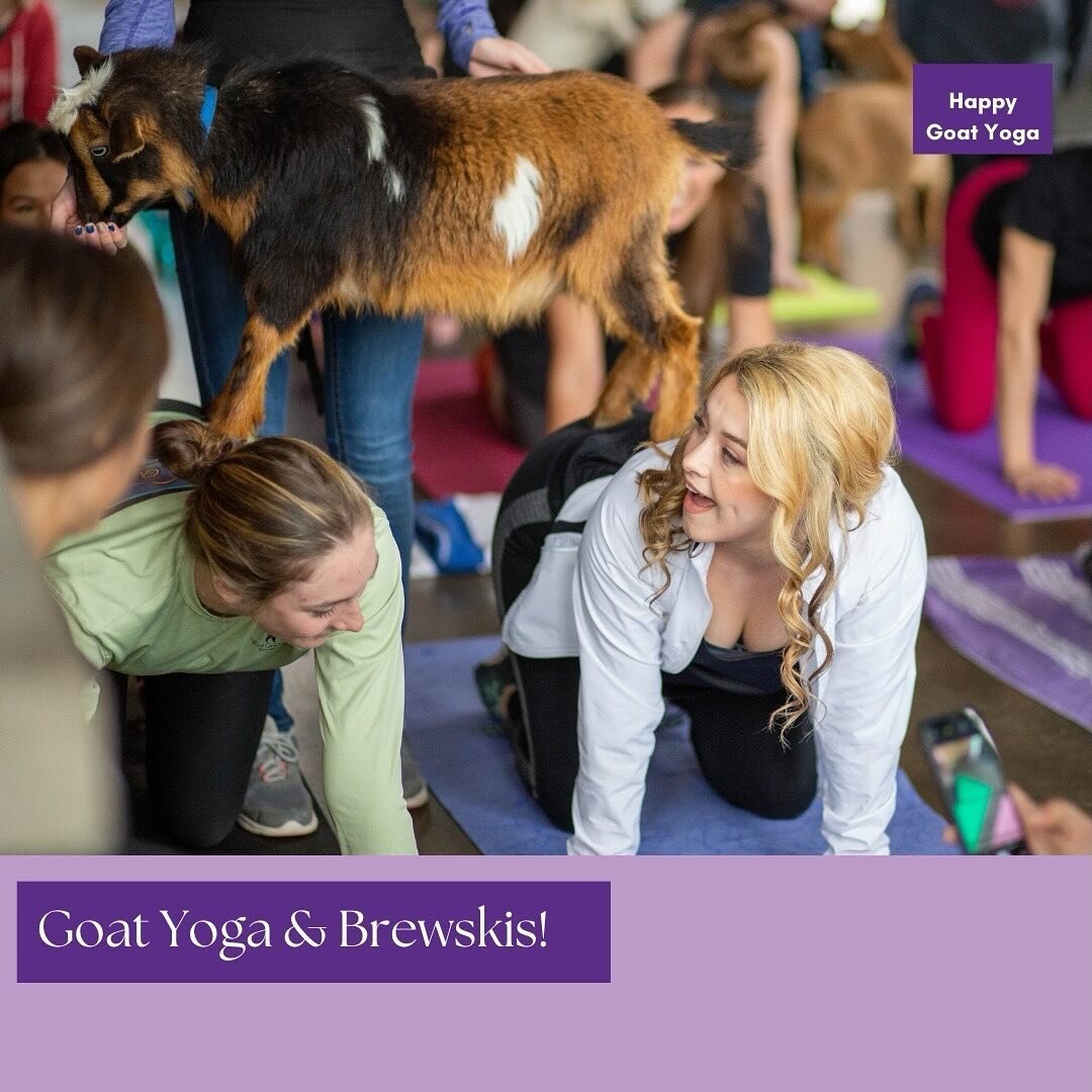 Where: Dual Citizen Brewery in St.Paul.
When: March 9th at 11 am.
How: Get Tickets at www.thehayloft.net. This class is almost sold out.
⠀⠀⠀⠀⠀⠀⠀⠀⠀
Namaste with a twist! Flow through yoga poses surrounded by playful goats, then cheers to relaxation wi