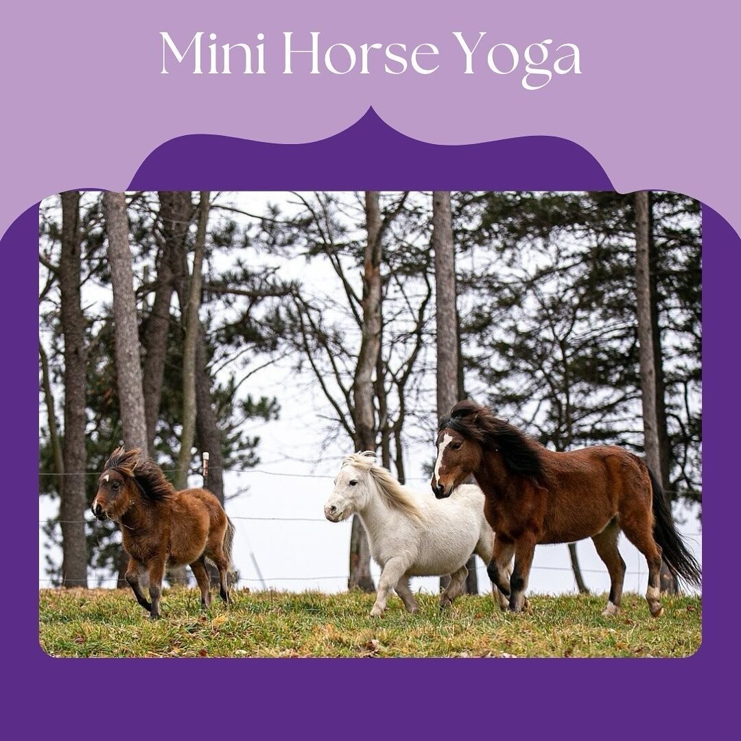 New on the blog! It&rsquo;s all about mini-horse yoga. Our first date of the season is April 20th; get your tickets now.
⠀⠀⠀⠀⠀⠀⠀⠀⠀
This class focuses on the tiny but is full of big fun! 
⠀⠀⠀⠀⠀⠀⠀⠀⠀
#horseyoga #thehayloftmn #minihorseyoga #yogawithhors
