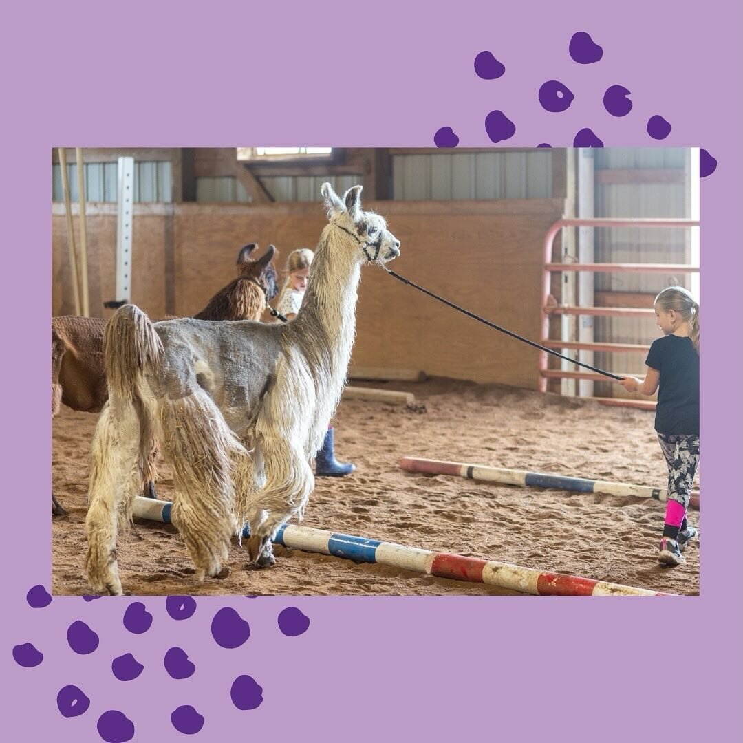 Summer Camp with Llamas! 
⠀⠀⠀⠀⠀⠀⠀⠀⠀
Is your kiddo craving an unforgettable summer adventure? Our Llama Camp offers epic hikes, hands-on learning, and tons of cuddly moments with these amazing animals!
⠀⠀⠀⠀⠀⠀⠀⠀⠀
They&rsquo;ll learn about llama care, e