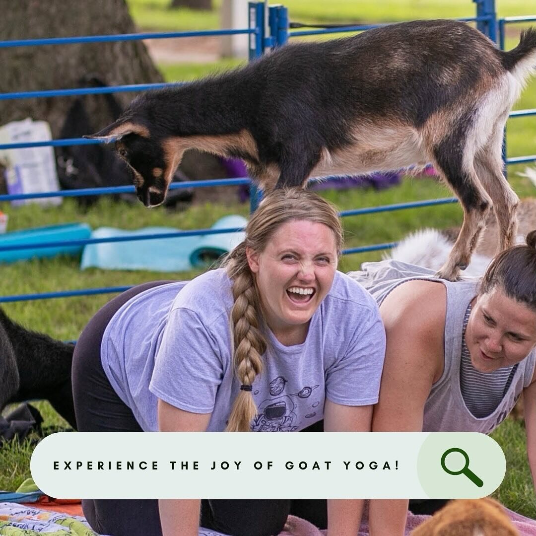 Escape the Ordinary, Find Your Udder Joy!
⠀⠀⠀⠀⠀⠀⠀⠀⠀
Trade your usual yoga mat for the rolling green pastures of The Hayloft. Breathe in fresh air, flow with playful goats, and create memories that will baaa-lieve! 
⠀⠀⠀⠀⠀⠀⠀⠀⠀
#uniqueexperiences #goaty