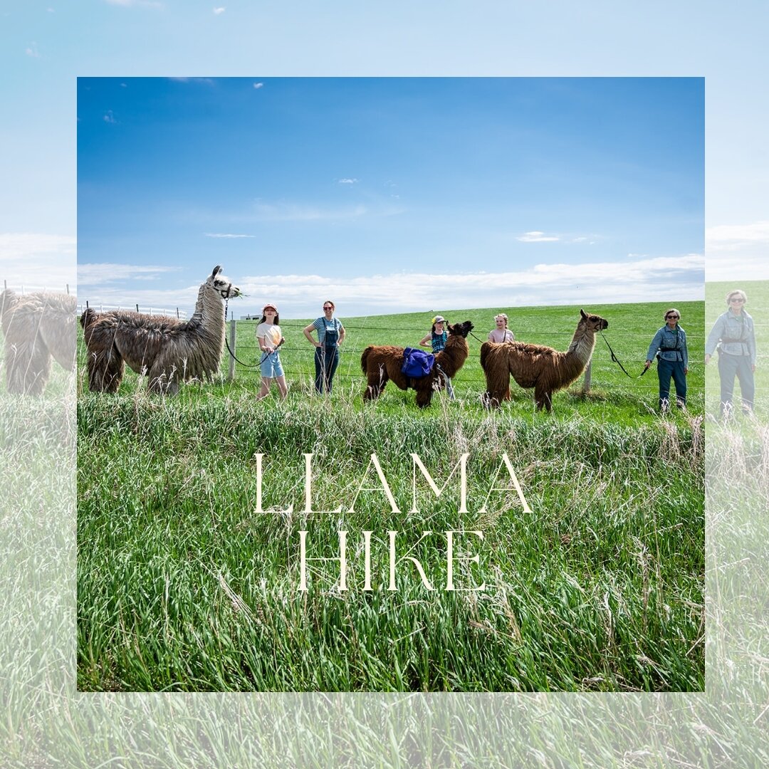 There's something magical about hiking with llamas. It's an adventure you won't forget 🌈🦙 #llamalife #adventurousheart #thehayloftmn #onlyinmn #exploremn #stpaul #visitstpaul