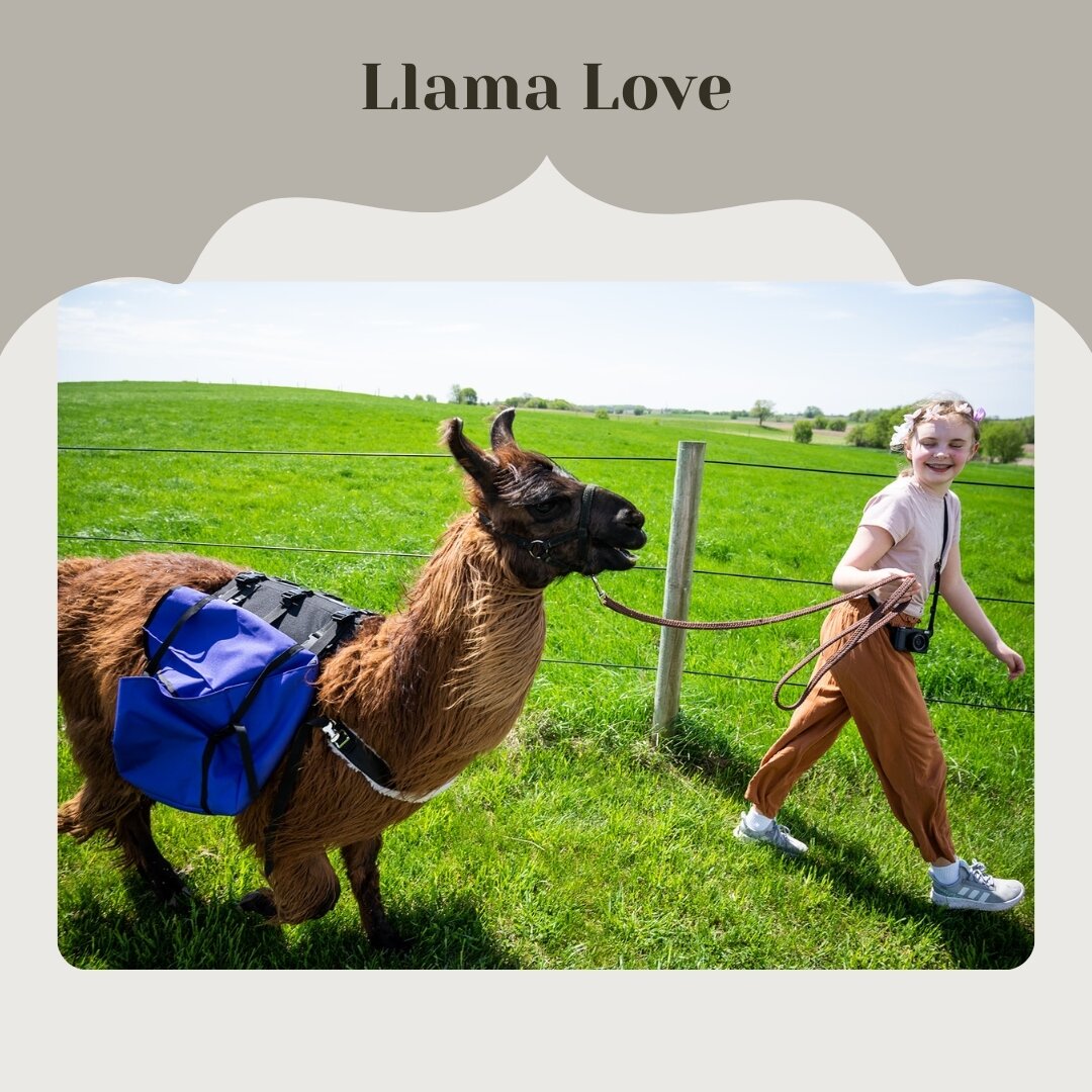 Life is an adventure, and hiking with llamas makes it even more exciting 🌟🦙 New on the blog: all about llama trekking at The Hayloft. ​​​​​​​​
​​​​​​​​
​​​​​​​​
#outdoorliving #adventuretime #thehayloftmn #onlyinmn #exploremn #stpaul