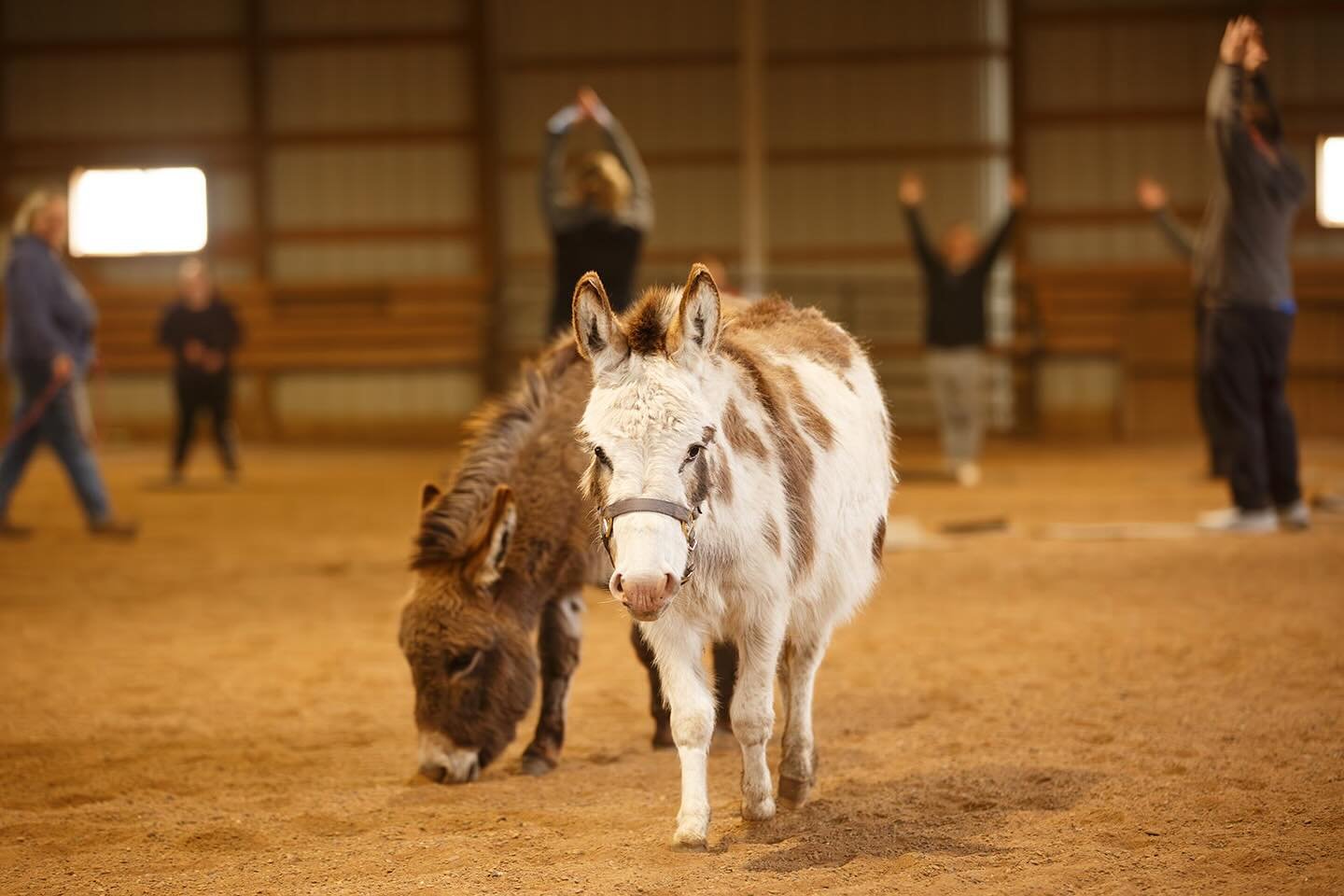 Happy Donkey Day to these two cuties an all the hard working donkeys around the 🌎. Meet these two in person at mini horse yoga! 🫏