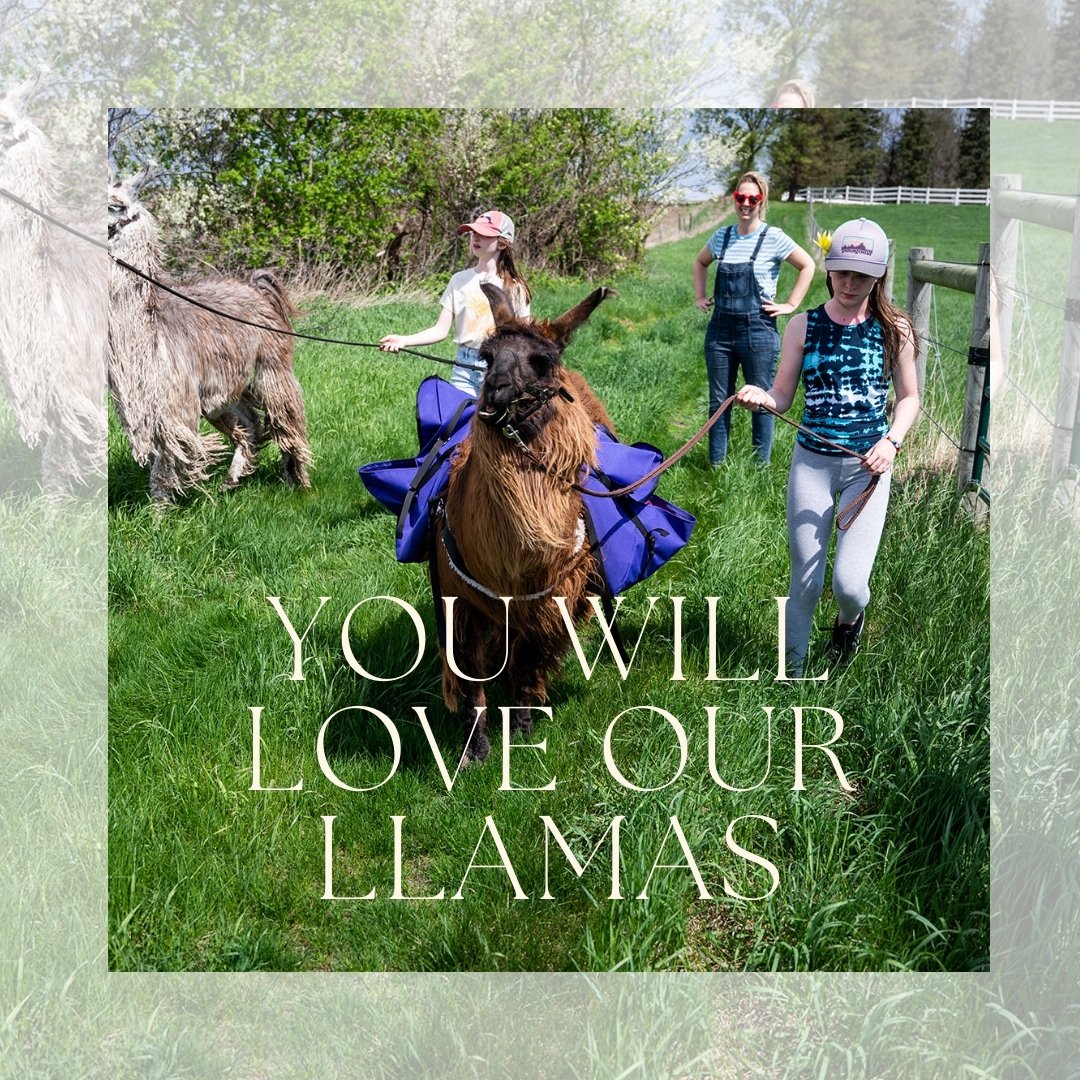 The best views are seen through the ears of a llama 🌄 #llamalife #thehayloftmn​​​​​​​​
​​​​​​​​
Explore our 40-Acre Ranch with the company of our llamas. Bring a picnic or book a wine-tasting trek.