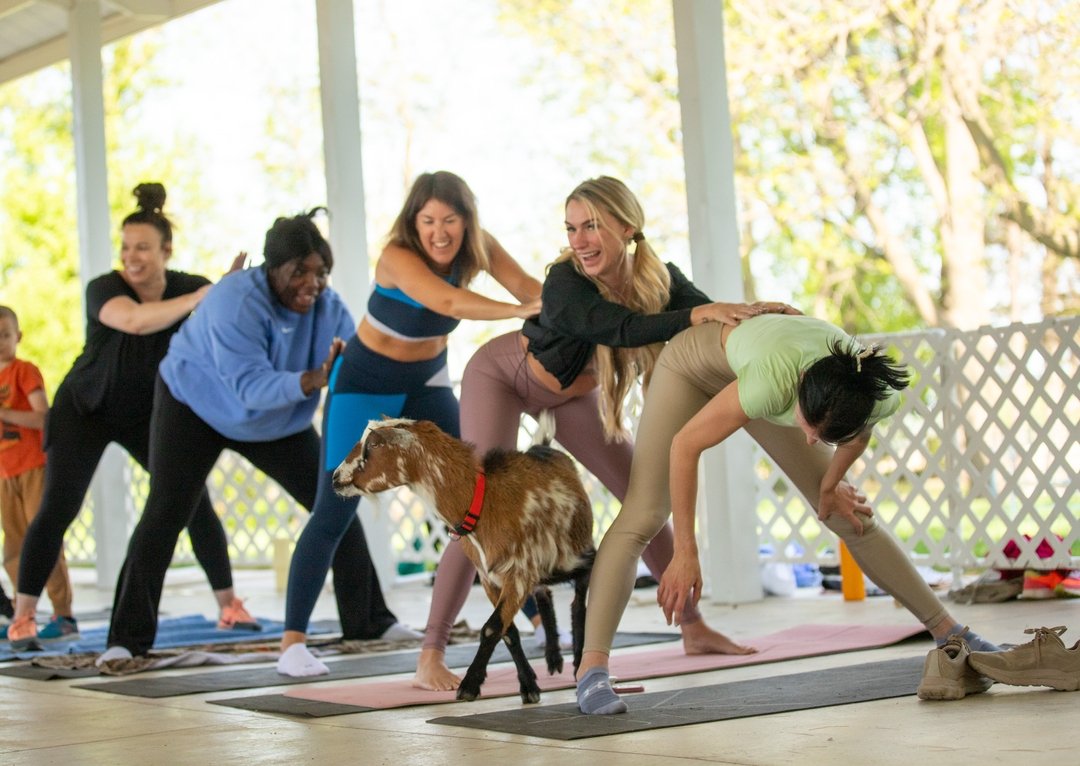 We promise you'll laugh a lot.

#goatyoga #thehayloftmn
