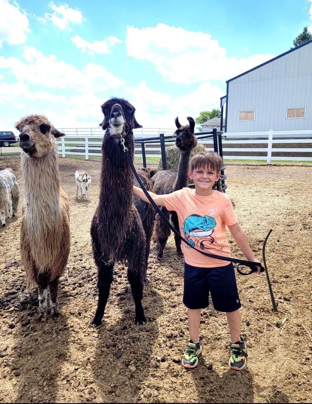 Llama Camp, it's a thing! Just look at those smiles. If your kiddo is a llama enthusiast, this is the camp for them. They will learn about llamas and get UP CLOSE. Learn all about it on our website.

#thehayloftmn #llamacamp #summercamp #twincities