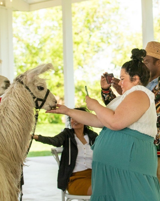 Warning: May spontaneously develop a llama obsession after this experience! 😉 From meet-and-greets to feeding, walking these fluffy friends, and snapping the ultimate llama selfies, every moment was pure joy. And let's not forget that delicious lunc