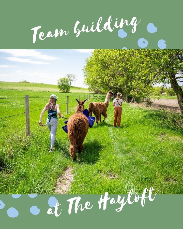 Teams, young and seasoned alike, will bond over hiking with llamas.

Hike our gorgeous trail just minutes from St.Paul. You won&rsquo;t want to miss this hidden 💎 🦙 

#thehayloftmn #llamahike #llamatrek