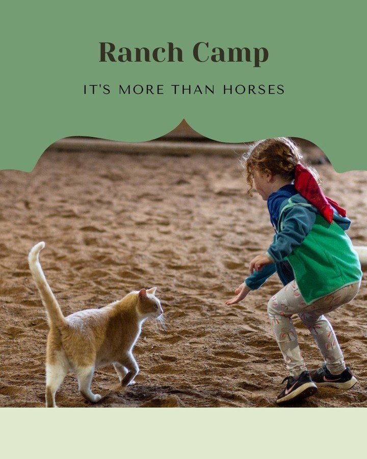 Come for the horses; come back for the goats, mini donkeys, llamas, mules, and cats! 

What is your favorite animal at The Hayloft?

#summercamp #horsecamp #thehayloftmn