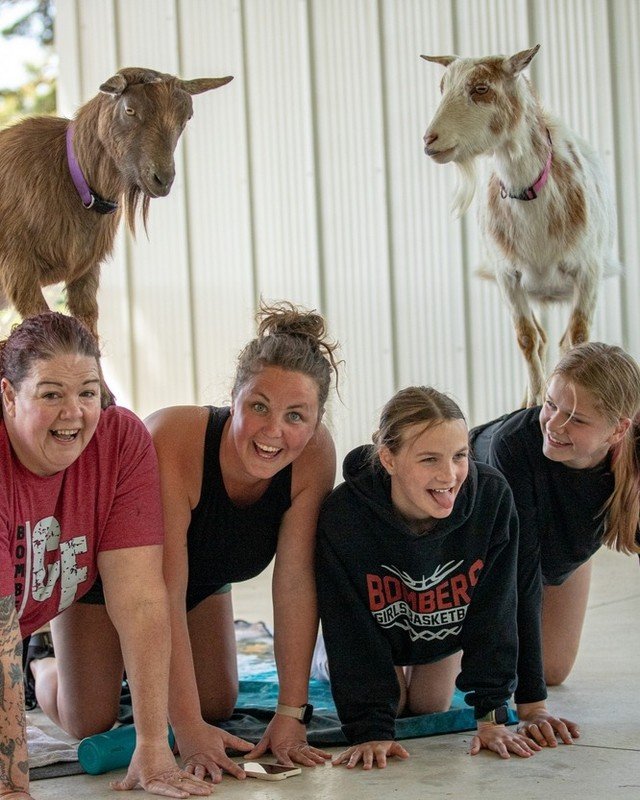 Warning: Side effects of goat yoga at The Hayloft may include uncontrollable giggles, a lighter heart, and an overwhelming urge to snuggle a goat. You've been warned! 😂🐐❤️ 
St.Paul&rsquo;s #1 destination for goat yoga.

#GoatYoga #TheHayloftmn #Hap