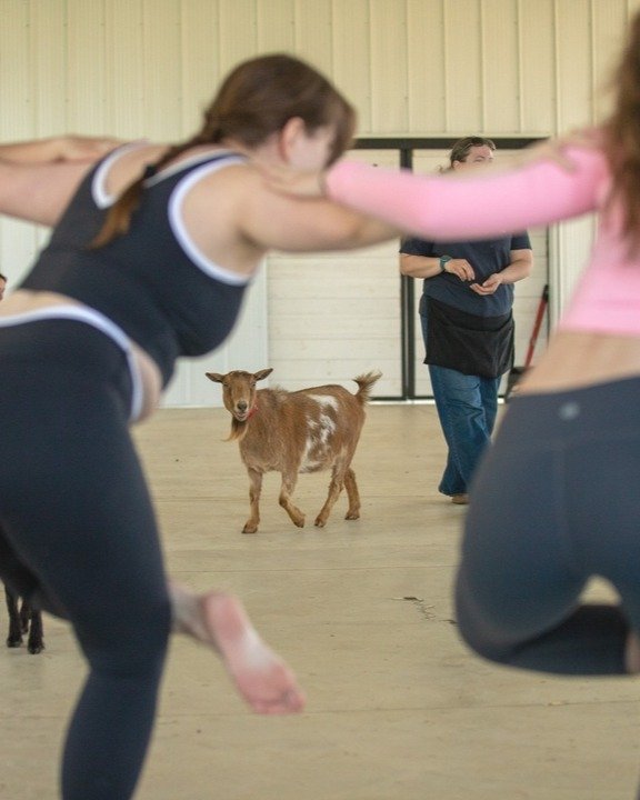 Let's be honest, it's all about the goats!

#goatyoga #thehayloftmn #twincities #stpaul