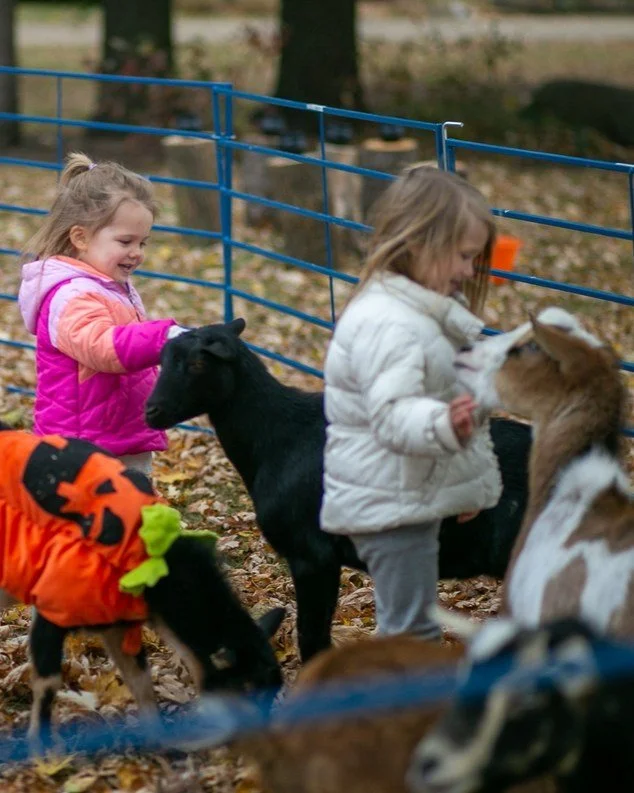 The forecast calls for cute! Come get up close and personal with our mini donkeys, llamas, and goats, all ready for their close-ups in their spooky-not-scary costumes. Family Petting Zoo: Animals in Costumes is the place to be! Minnesota's only anima