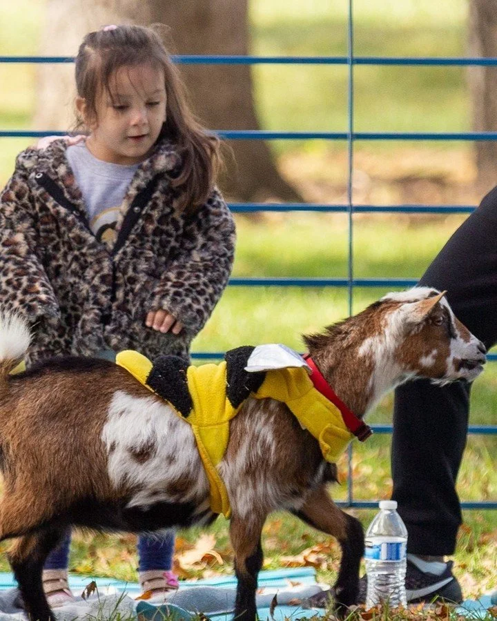 Halloween Goat Yoga. Goats in costumes. Bring the whole family. Special ticket price for children.

#halloween #goatyoga #minnesota #stpaul