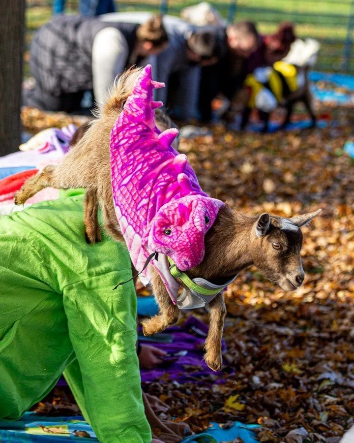 Get ready for the cutest kind of spooky season fun! 🎃 Our Halloween Goat Yoga is back! Imagine downward dog with an adorable goat in a tiny costume beside you. Join us in the haunted hayloft for cozy vibes and lots of laughs.

#thehayloftmn #goatyog